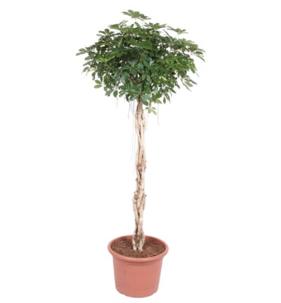 Schefflera Arboricola Compacta gevlochten stam ↕200 cm - Vingersboom ø50 cm