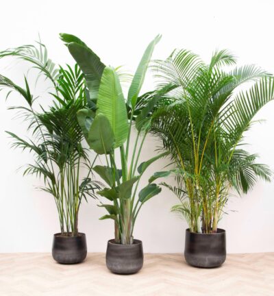 Combi deal XXL - Kentia 200 cm, Strelitzia Nicolai 225 cm, Areca 200 cm