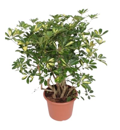 Schefflera Gold Capella vertakt ↕130 cm - Vingersboom ø40 cm