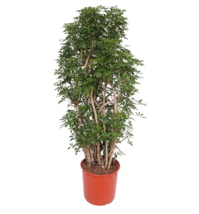 Schefflera Luseana ↕160 cm - Vingersboom ø34 cm