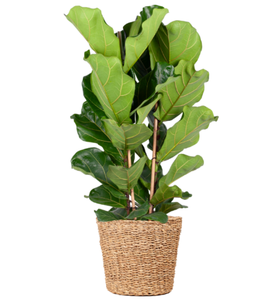 Ficus Lyrata ↕140 cm - Vioolbladplant in mand Torun Ø27 cm