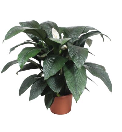Spathiphyllum Sensation ↕140 cm - Lepelplant Ø45 cm