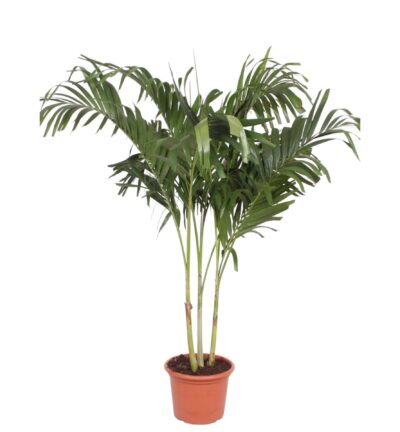 Veitchia Merrillii multi stam - 220 cm - ø45