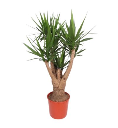 Yucca Elephantipes vertakt - 160 cm - ø34