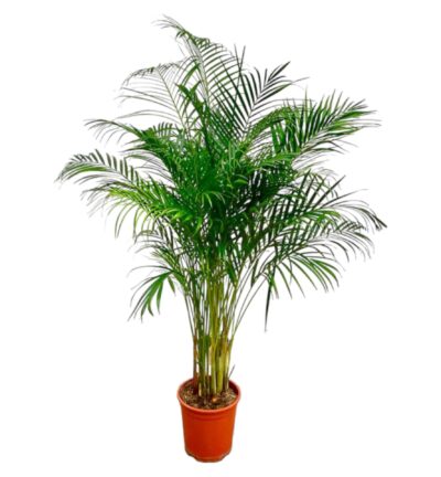 Dypsis Lutescens (Areca Palm) - 170 cm - ø24