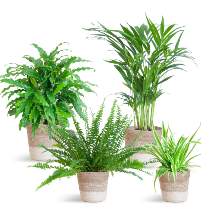 Diervriendelijke plantenset