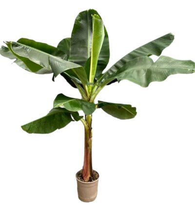 Bananenplant (Musa) - 190 cm - ø30