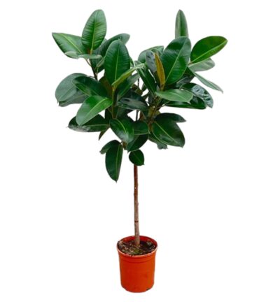 Ficus Elastica Robusta op stam ↕130 cm - Rubberboom Ø24 cm