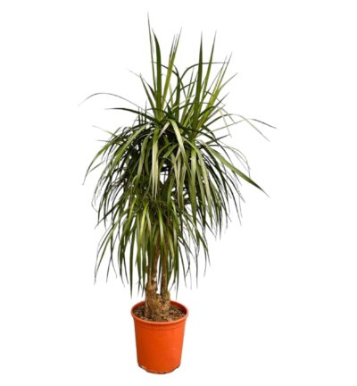 Dracaena Anita Variegata - 190cm