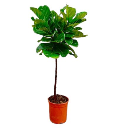 Ficus Lyrata op stam ↕130 cm - Vioolbladplant Ø24 cm