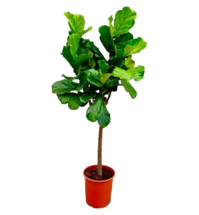 Ficus Lyrata boom ↕160 cm - Vioolbladplant Ø30 cm