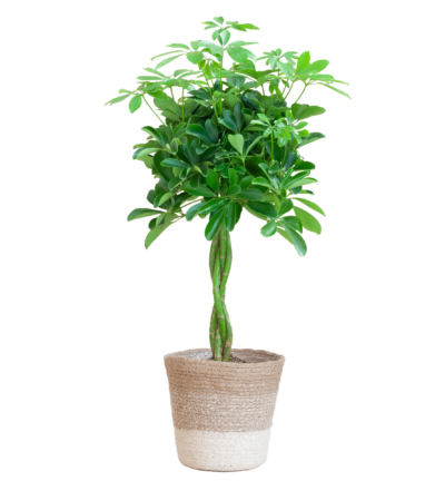 Schefflera Arboricola Nora ↕80 cm - Vingersboom in mand Lissabon wit Ø19 cm