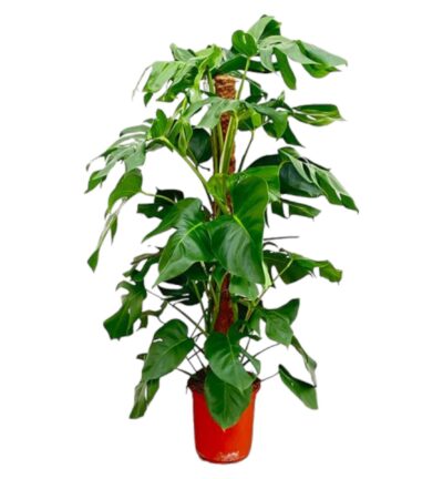 Monstera Pertusum - 120 cm - ø24