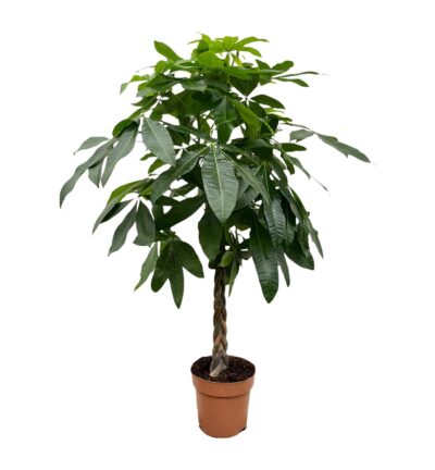 Pachira Aquatica - 180 cm - ø27