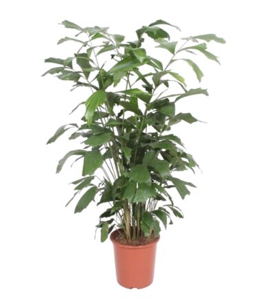 Caryota Mitis - 140 cm - ø27