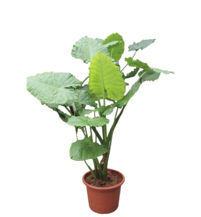 Alocasia Macrorrhiza - 200 cm - ø45