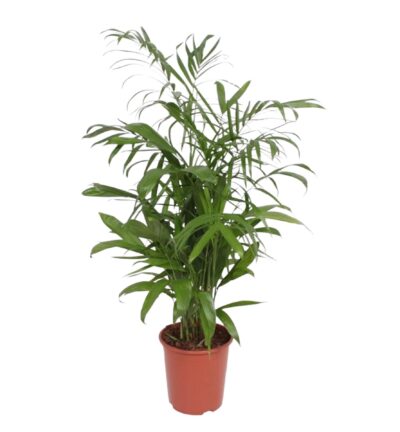 Chamaedorea Seifrizii - 140 cm - ø27