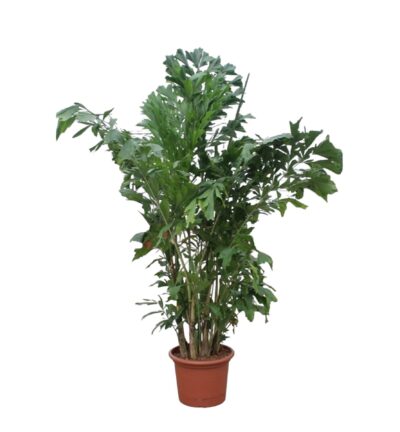 Caryota Mitis - 220 cm - ø45