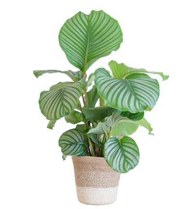 Calathea Orbifolia met Lissabon mand wit - 65cm - Ø19