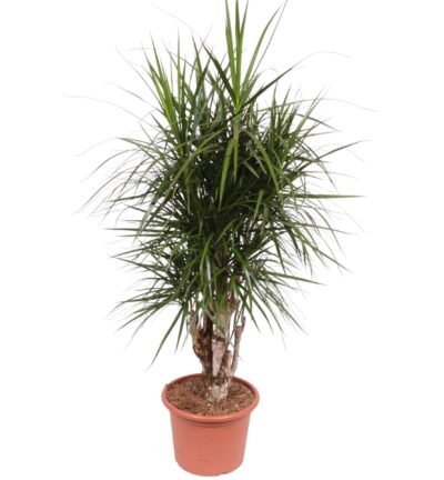 Dracaena Marginata vertakt - 170 cm - ø40