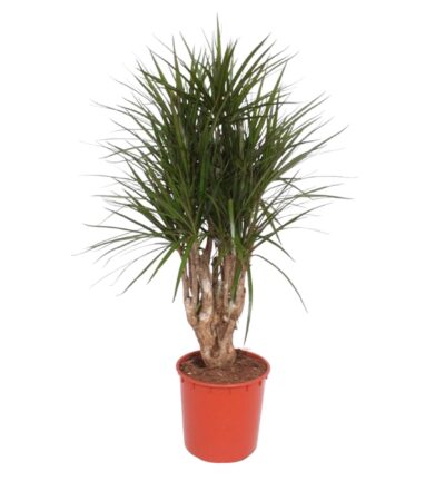 Dracaena Marginata vertakt - 140 cm - ø34