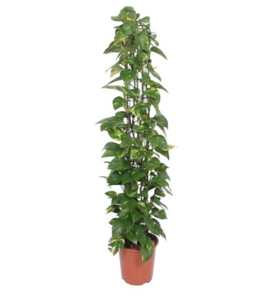 Epipremnum Aureum gaasrek - 160 cm - ø27