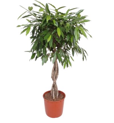 Ficus Amstel King gevlochten stam ↕140 cm - Rubberboom Ø34 cm