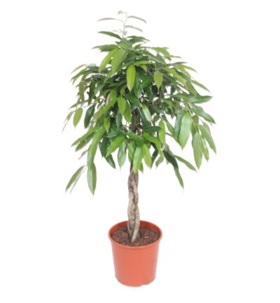 Ficus Amstel King gevlochten stam ↕140 cm - Rubberboom Ø30 cm