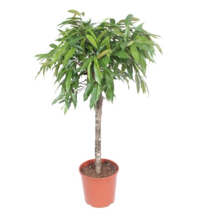 Ficus Amstel King ↕140 cm - Rubberboom Ø30 cm