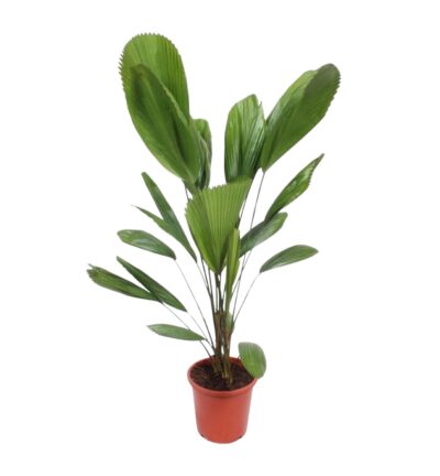 Licuala Grandis - 120 cm - ø27