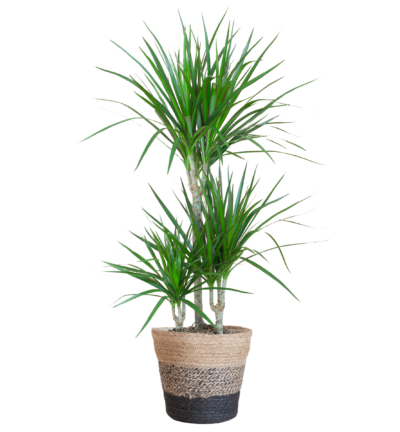 Dracaena Marginata ↕95 cm - Drakenbloedboom in mand Lissabon zwart Ø21 cm