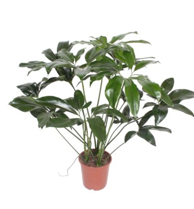 Philodendron Green Wonder - 120 cm - ø27