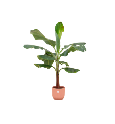 Combi deal - Bananenplant (Musa) inclusief elho Vibes Fold Round roze Ø22 - 120 cm
