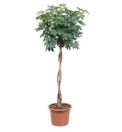 Schefflera Arboricola Compacta gevlochten stam ↕190 cm - Vingersboom ø40 cm
