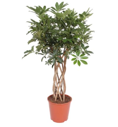 Schefflera Arboricola Compacta gevlochten stam ↕140 cm - Vingersboom ø30 cm