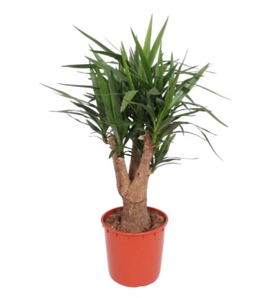 Yucca Elephantipes vertakt - 140 cm - ø34