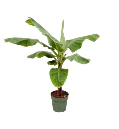 Bananenplant (Musa) - 150cm - Ø30