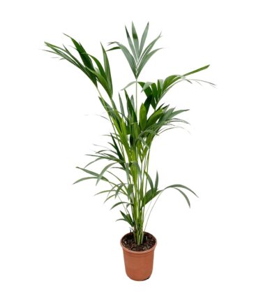 Kentia palm - 160cm - Ø24