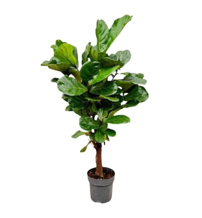 Ficus Lyrata vertakt ↕150 cm - Vioolbladplant Ø24 cm