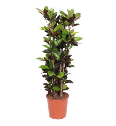 Codiaeum Iceton (Croton Iceton) - 140 cm - ø30