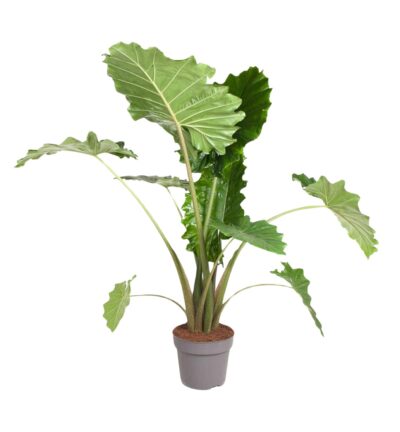 Alocasia Portodora - 150 cm - ø32