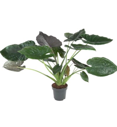 Alocasia Wentii - 120 cm - ø32