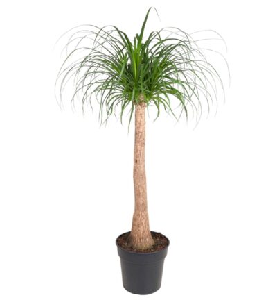 Beaucarnea stam - 130 cm - ø32