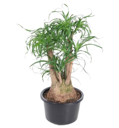 Beaucarnea vertakt - 100 cm - ø38