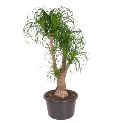 Beaucarnea vertakt - 130 cm - ø44