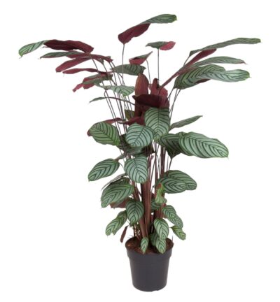 Calathea Oppenheimiana - 140 cm - ø27