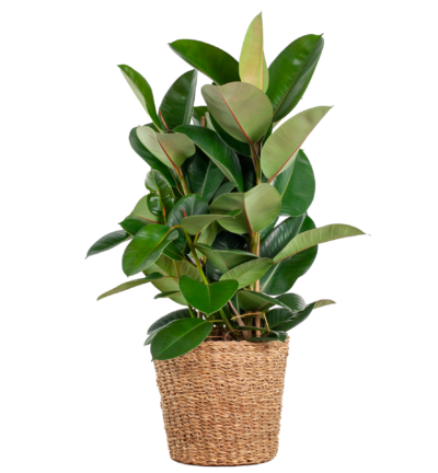 Ficus Elastica Robusta ↕90 cm - Rubberboom in mand Torun Ø27 cm