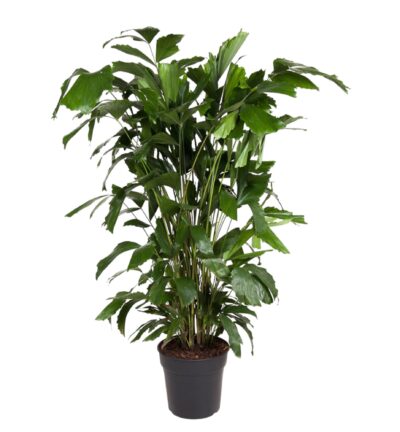 Caryota Mitis - 140 cm - ø27