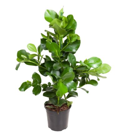 Clusia Rosea - 100 cm - ø24
