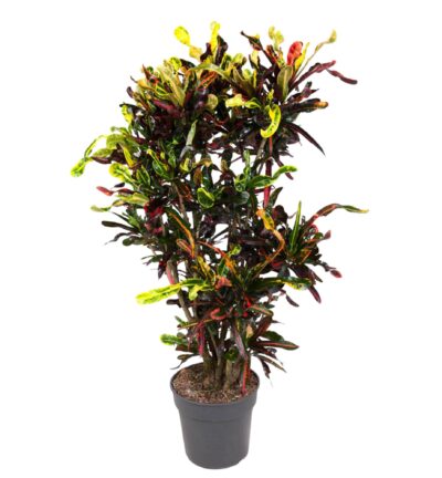 Codiaeum Mammi vertakt - 120 cm - ø31